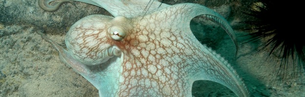 Reef Octopus On Sand Field