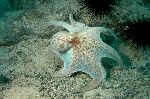 Caribbean Reef Octopus With Sea Urchins