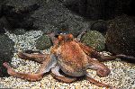 Large Octopus Vulgaris 