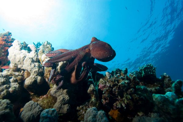 North Pacific Giant Octopus In Coral Reef