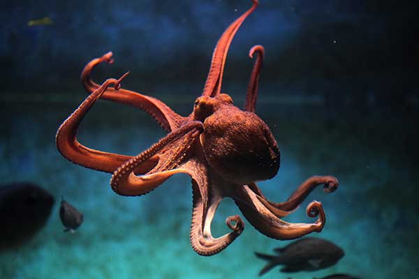 can-you-keep-an-octopus-as-a-pet-here-s-what-you-need-to-know