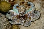 Octopus With Brown Spots