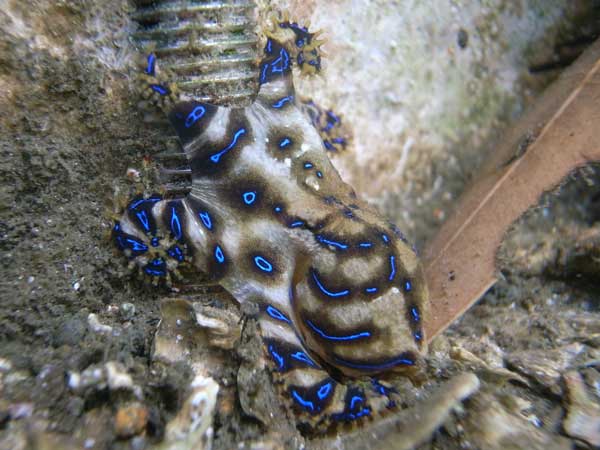 Blue Ringed Octopus The Venomous