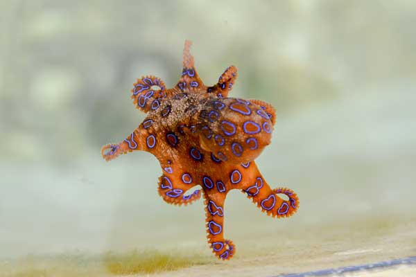 Small Blue Ringed Octopus The Venomous