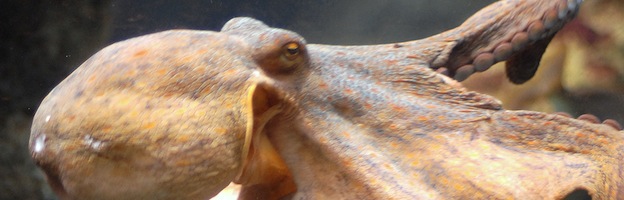 Common Octopus Copia