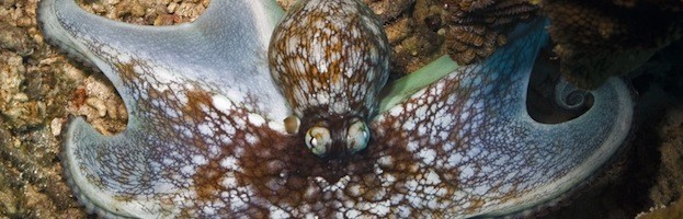 Octopus Facts