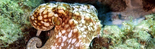Humans and Octopuses