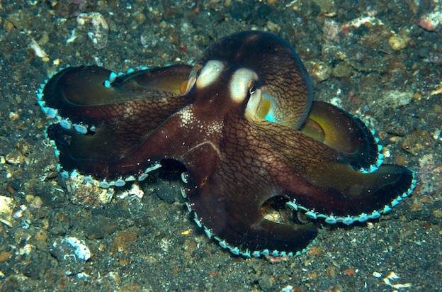 Types of octopuses