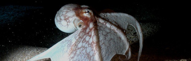Types of Octopuses