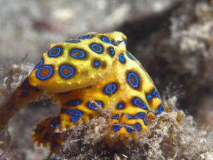 BLUE RINGED OCTOPUS VENOMOUS HUNTING