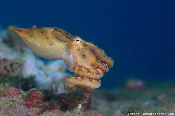 BLUE RINGED OCTOPUS VENOMOUS-SWIMMING AT THE SEA FLOOR