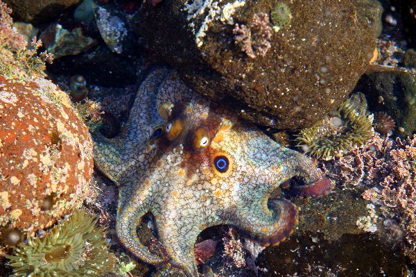 Beautiful Two Spot Octopus