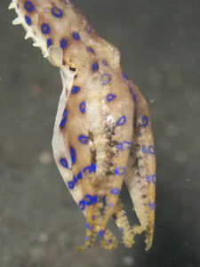 BLUE RINGED OCTOPUS