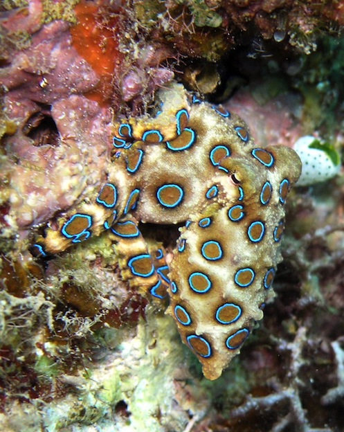 Blue Ringed Octopus, a venomous marine animal