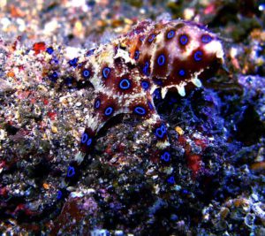 Blue Ringed Octopus Camouflage