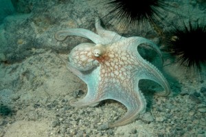 Caribbean reef octopus - Octopus briareus