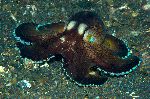 Coconut Octopus With Glowing Suckers