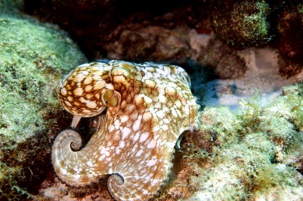 Curled Octopus In His Natural Habitat