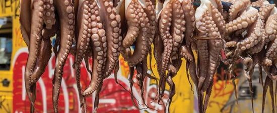 Mass producing octopus would repeat many of the same mistakes