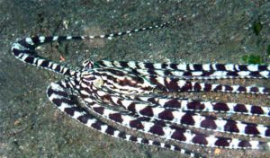BLUE RINGED OCTOPUS VENOMOUS