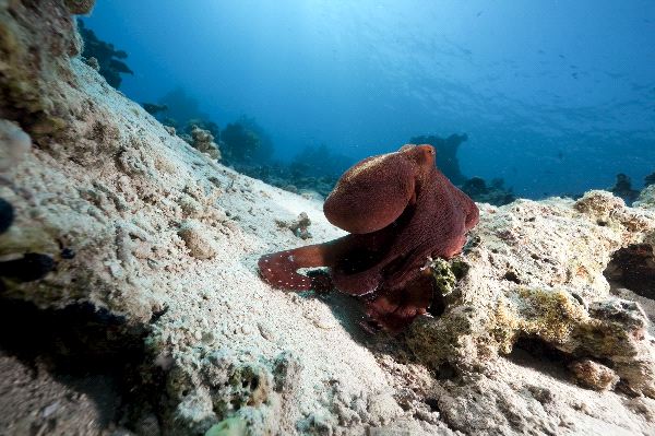 Octopus Crawling Over a Rock