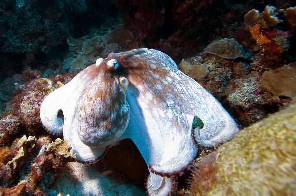 Octopus Near Bonaire Island