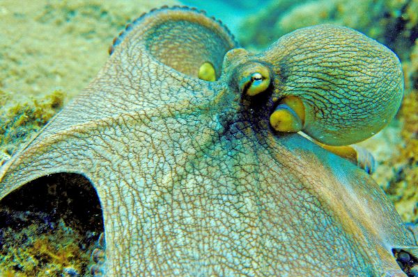 Octopus Showing Its Ability to Camouflage