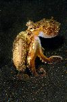 Octopus Walking On Sand