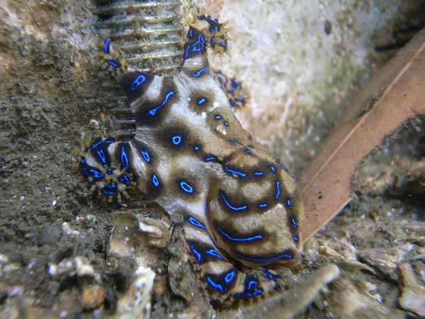 blue ringed octopus sting