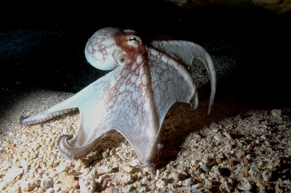 Reef Octopus On Sand Field