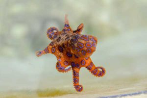 Small Blue Ringed Octopus Venomous