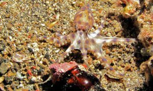 Southern Blue ringed Octopus with feeding