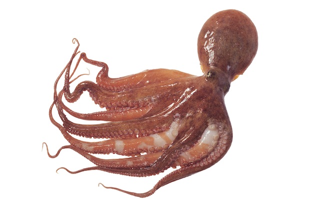 Anatomy of an Octopus