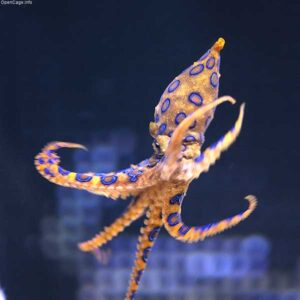 beautiful blue ringed octopus in tank
