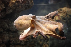 Common octopus characteristics 