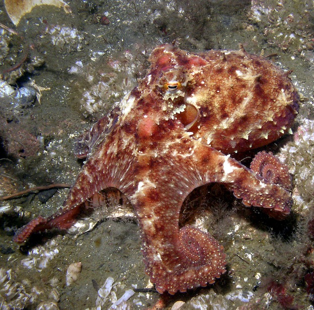  East Pacific red octopus, a shallow-water species