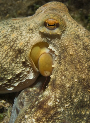 devil fish octopus