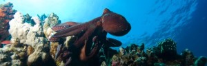 Octopus and Coral Reef Habitat