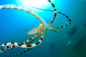 Mimic octopus