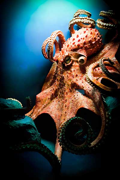 Otto the Octopus is an intelligent invertebrate who confounded humans