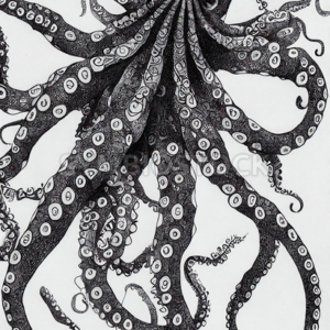octopus portrait ink drawing - Resolution: 6656 by 9728 pixels