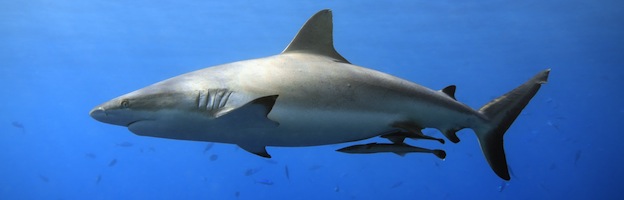 Shark Grey Reef predator