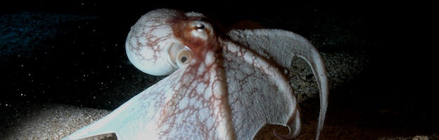 Octopus species
